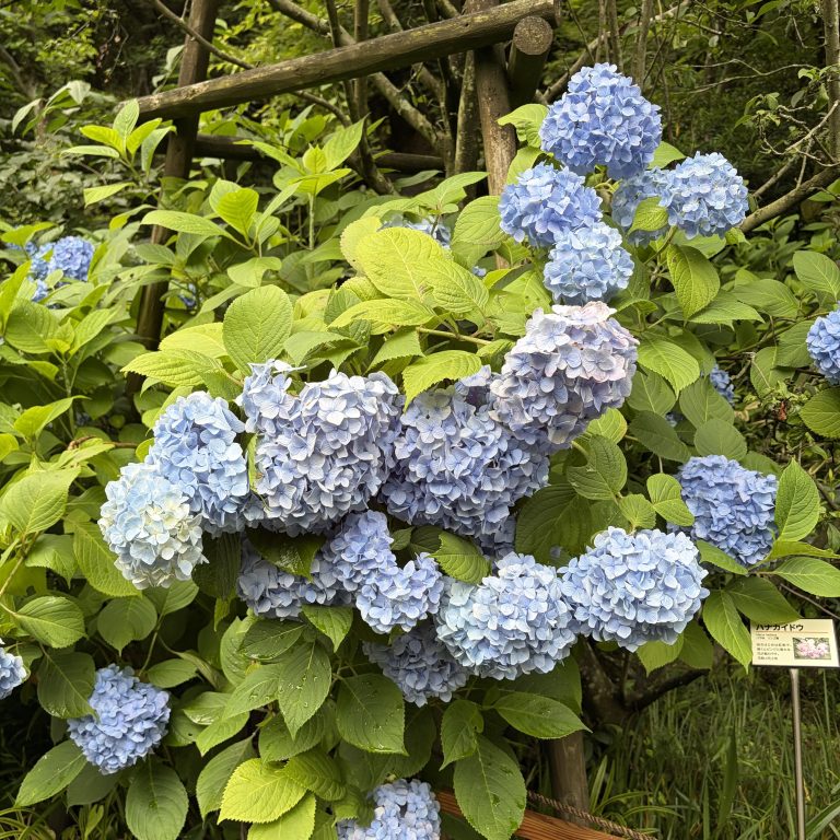 紫陽花💜