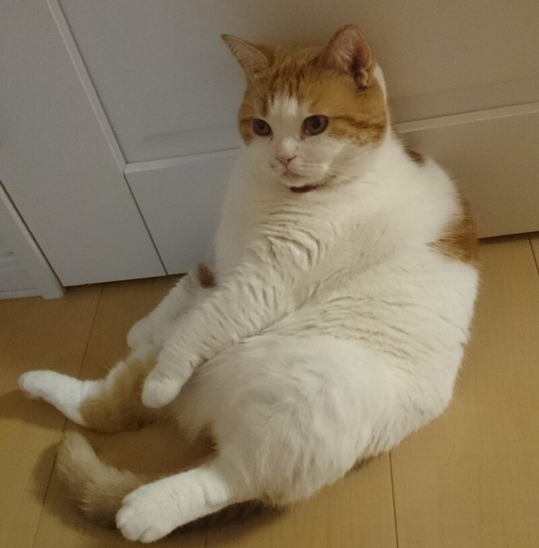 [清水渋川店] にゃん♪