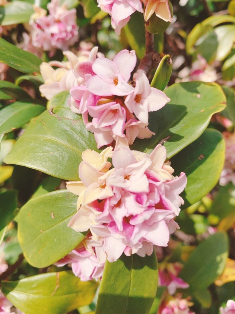 [清水渋川店] 春の花