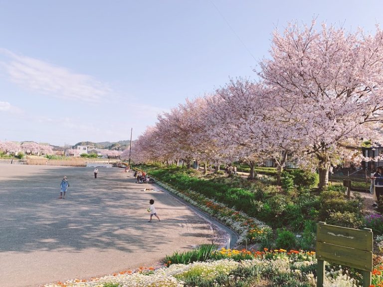 [清水渋川店] 桜