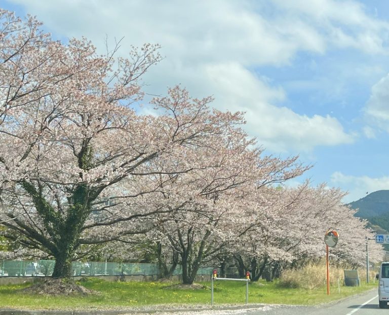 [聖一色店] 〜Spring〜