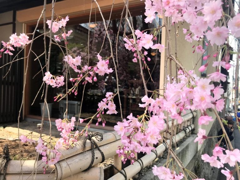 [清閑町店] さくら♪