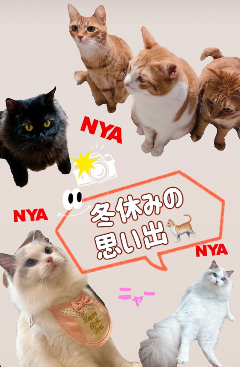 冬休みの思い出🐈💛🧡💜