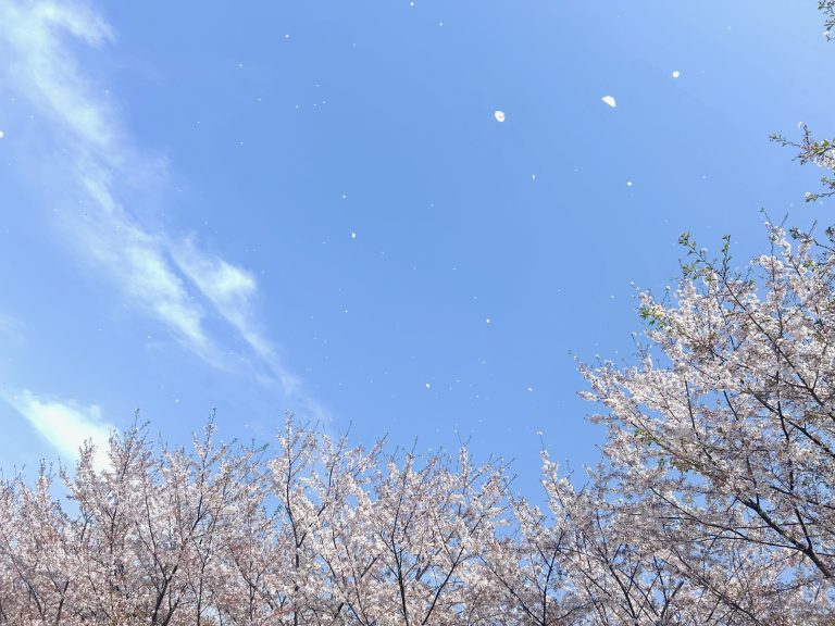 今年度もありがとうございました🌸