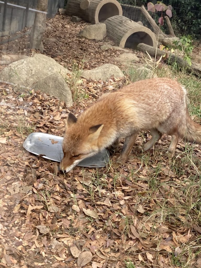 [竜南店] 秋の動物園