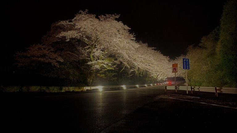 [函南店] 🌼cherry blossoms🌼