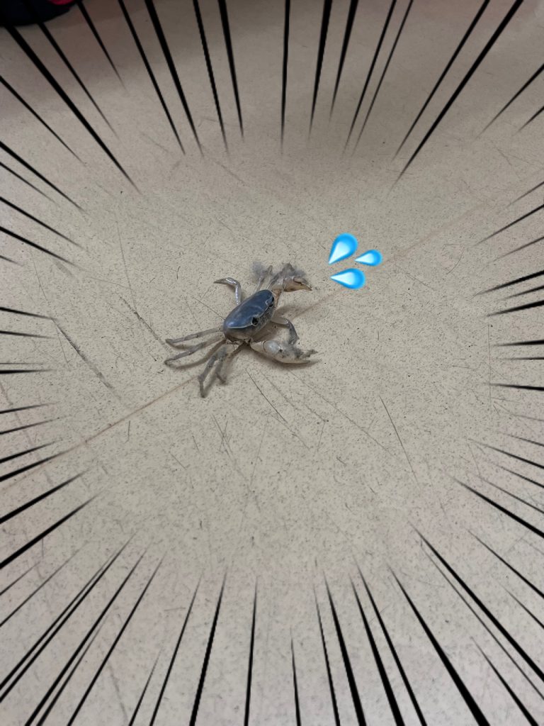 かに？