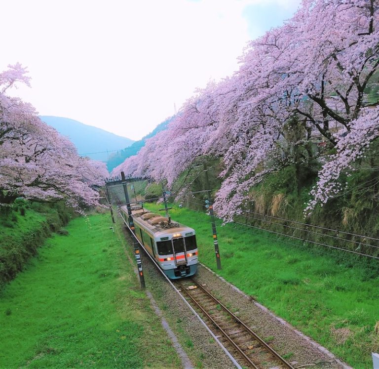 [三島萩店] 桜と電車☆彡