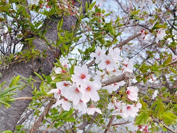 [裾野伊豆島田店] 桜の季節…お花見しましたか？