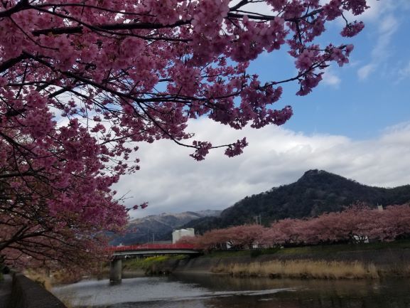[沼津店] 春見つけました。