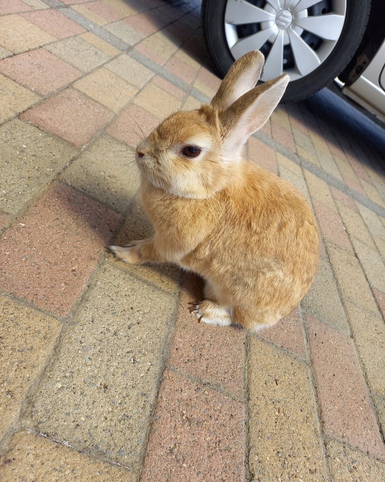 可愛い動物紹介します