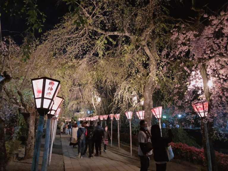[沼津インター店] 桜