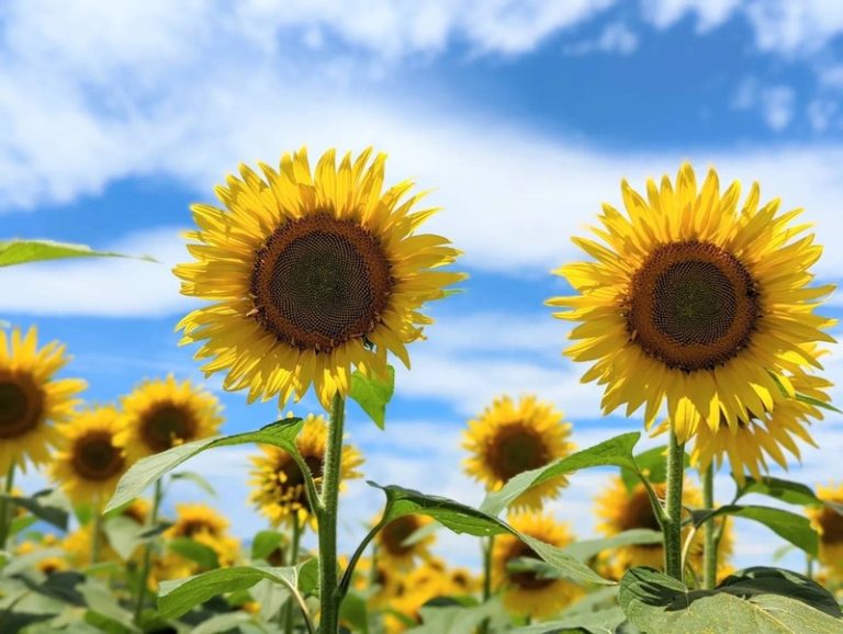 [天間北店] 🌼7月中🌼