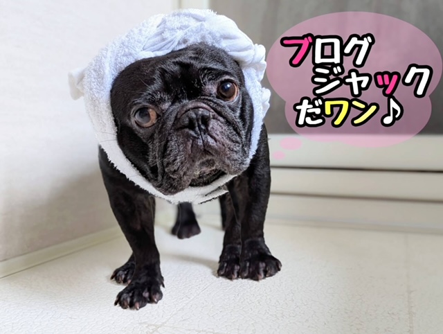 🦝みんなの癒し🤍