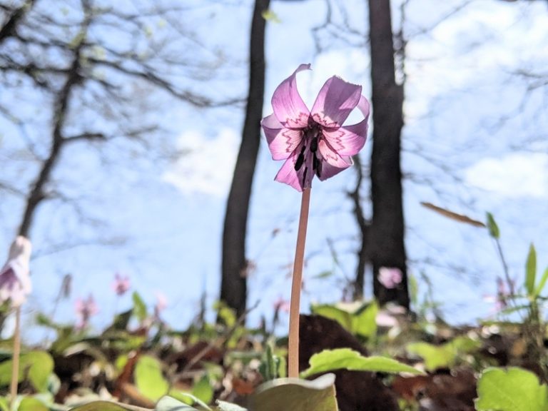 [天間北店] 春の訪れを知らせてくれる“花”