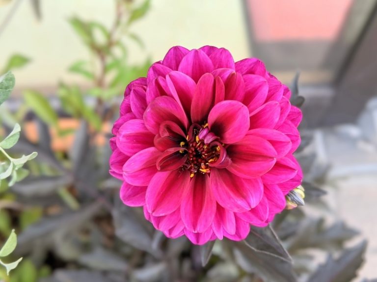 [天間北店] 秋のお花に植え替えました　