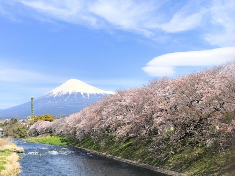 [天間北店] 春爛漫