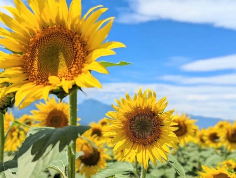 [天間北店] 💛夏のおもいで