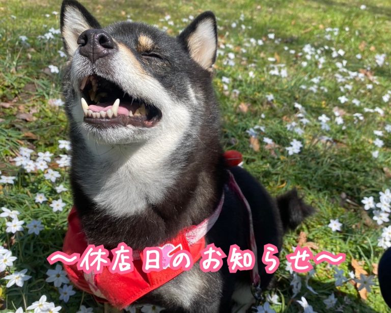 お知らせ🍀*゜