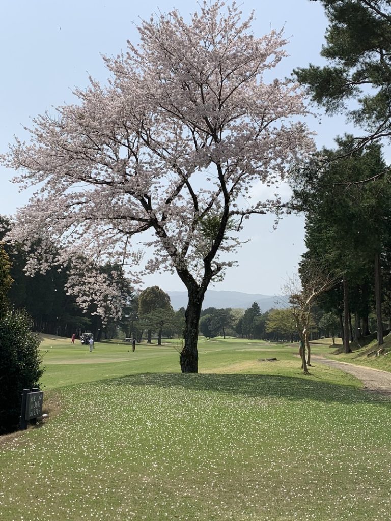 [清水吉川店] 今年の桜
