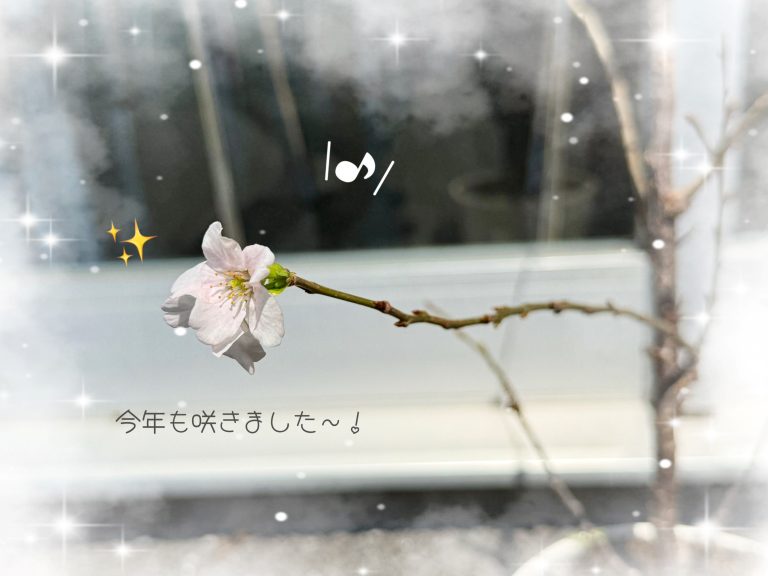 🌸小さな生命力🌸