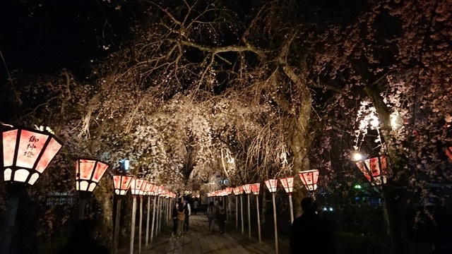 [U-Select沼津東] 春の夜桜