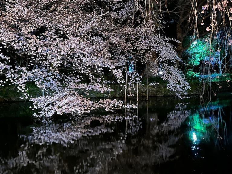 [U-Select沼津東] ＊《春》三島の夜桜＊