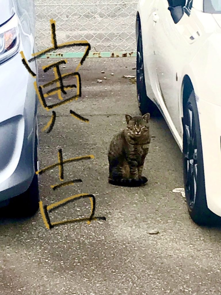 [U-Select沼津東] 沼津東の隠れ部員🐈