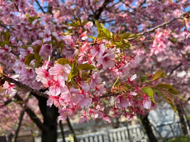 [U-Select御殿場] 🌸🌸🌸