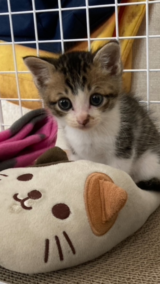 癒しの提供💕🐱