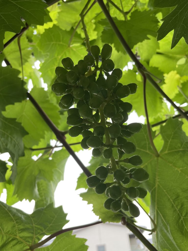 🍇