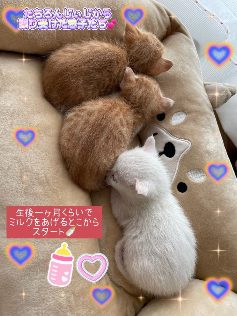 [U-Select御殿場] にゃんこ好き集まれ〜💜