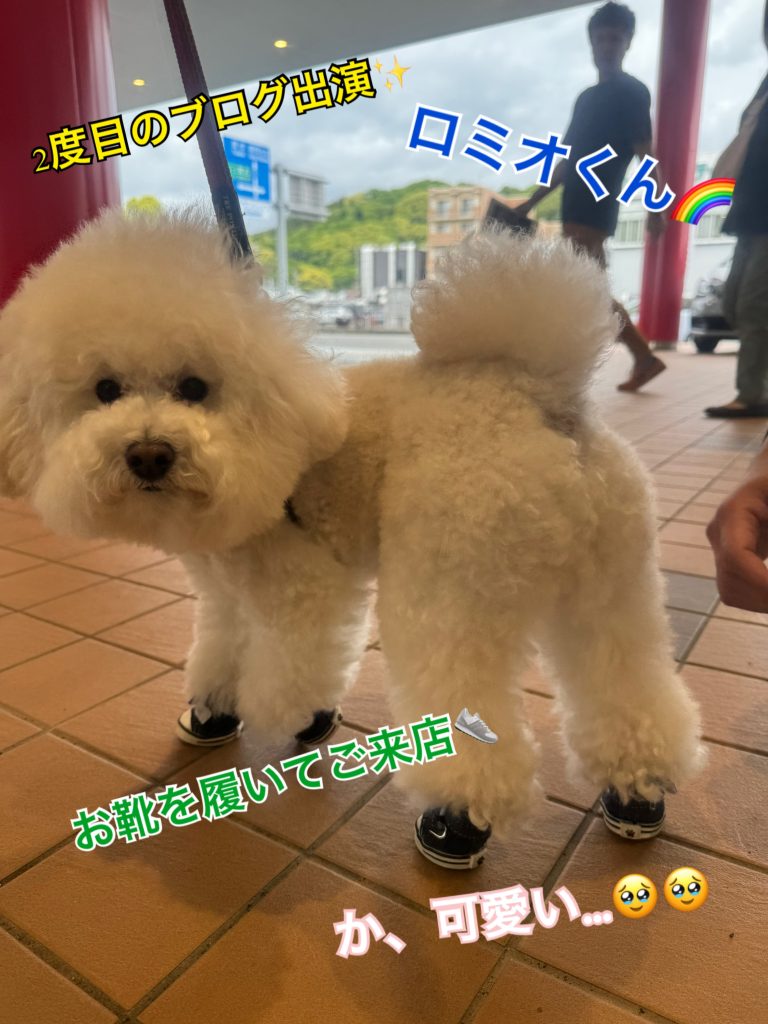 2度目のブログ出演🐶✨