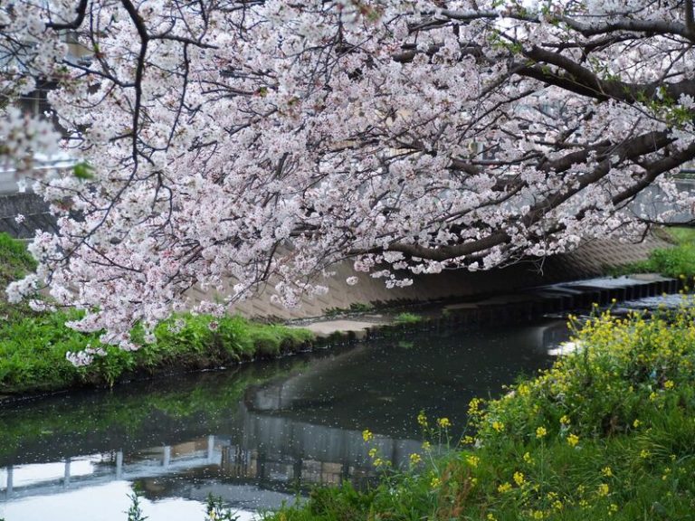 [柿田川店] 桜満開(*´▽｀*)