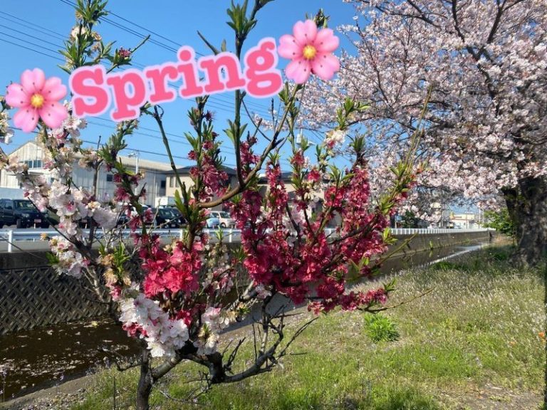 [富士永田店] 桜ロード★