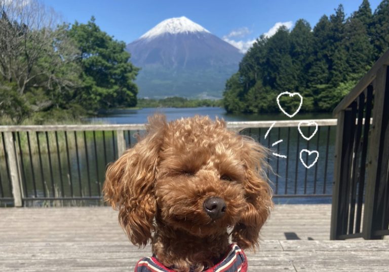 [富士宮ひばりが丘店] ふじさん🗻🐶