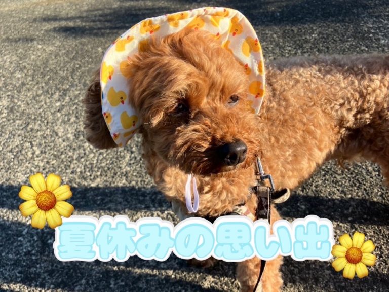 夏休みの思い出🌻