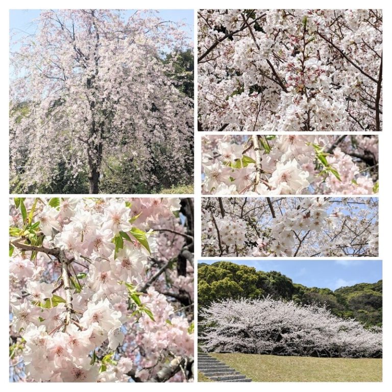 [富士宮ひばりが丘店] ☆春☆