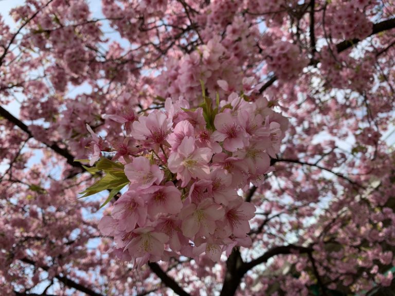 [御殿場店] 桜狩り(*’ω’*)