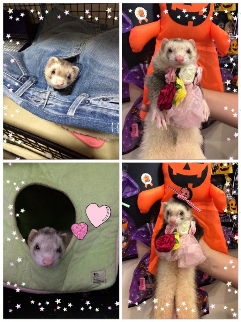 [御殿場店] くらやまさん家のペットちゃん♪