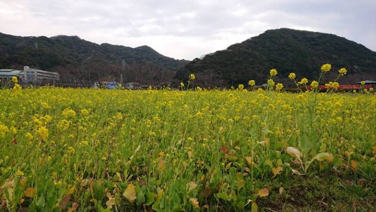 [伊豆大仁店] 休日〜桜もいいけど菜の花も、躍動する山河