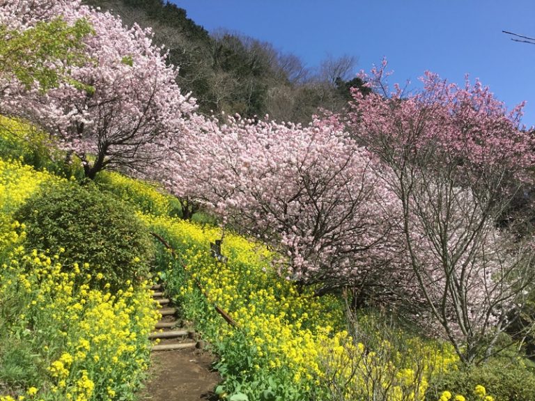 [伊豆大仁店] 里山の春