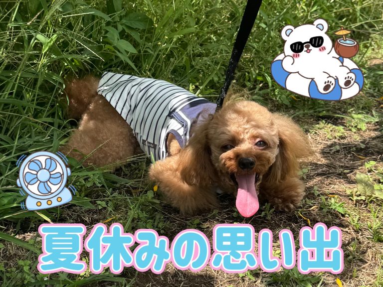 夏休みの思い出🍉🌻🩵